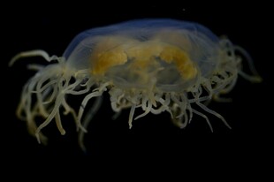 梦幻水母特写
