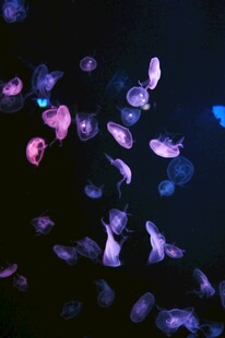 梦幻漂浮彩色花瓣