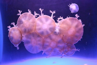 梦幻紫色海蛞蝓