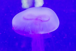梦幻紫色水母