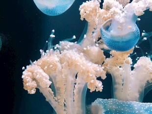 梦幻水母与珊瑚景观