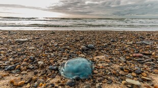 海滩上的蓝色水母