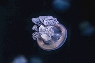 梦幻水母水中轻盈姿态