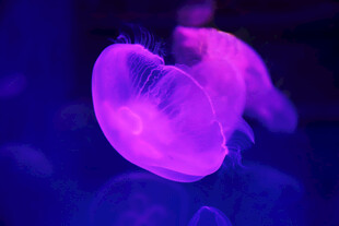 梦幻紫色水母在水中飘动