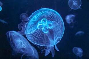 梦幻蓝色水母在水中游动