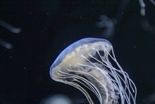 梦幻水母在水中飘逸