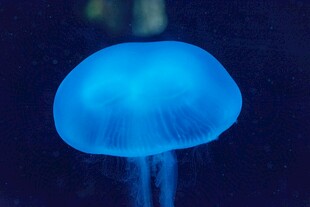 蓝色水母特写