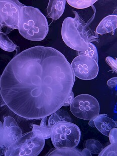 梦幻紫色水母群