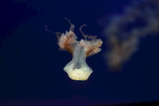 梦幻水母在水中优雅漂浮