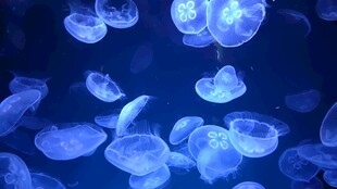 梦幻蓝水母深海景象