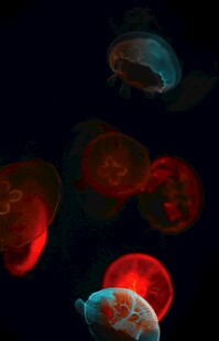 深海中发光的梦幻水母