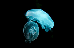 梦幻蓝水母灵动水中精灵