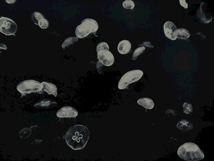 黑色背景下的漂浮白色物体