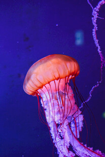 梦幻水母海中灵动精灵