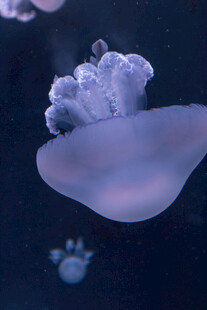 梦幻水母在水中优雅漂浮