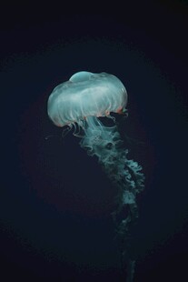 梦幻水母在深海中飘逸