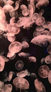 梦幻水母群灵动水中舞
