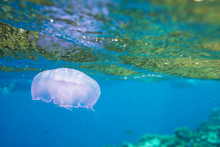 水中漂浮的梦幻紫色水母