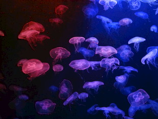 梦幻水母在水中绚丽舞动