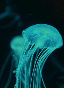 梦幻蓝色水母