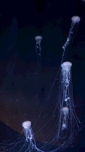 深海中发光的梦幻水母