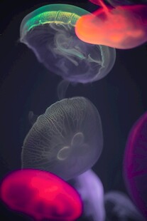 梦幻多彩水母水中摇曳