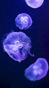 梦幻紫色水母在水中游动