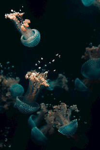 梦幻水母在深海中游动