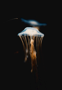 梦幻水母在水中飘逸
