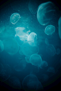 梦幻水母在深海中游动