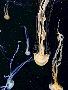 梦幻水母在水中悠然舞动