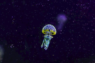 梦幻水母在深海中漂浮