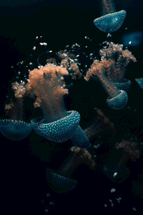 梦幻水母在水中轻盈舞动