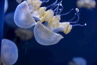 梦幻水母在水中优雅游动