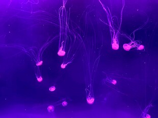 梦幻紫色水母发光景象