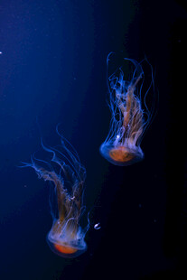 深海中游动的梦幻水母