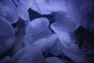 梦幻紫色水母群