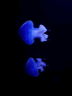 梦幻蓝色水母在水中游动