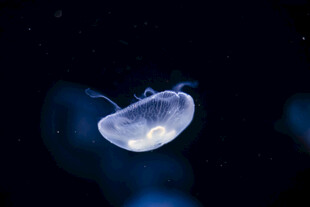 梦幻水母在深海中漂浮