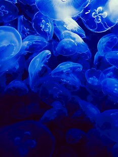 梦幻蓝色水母群