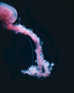 梦幻粉色水母释放绚丽水流