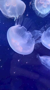 梦幻水母在深海中漂浮