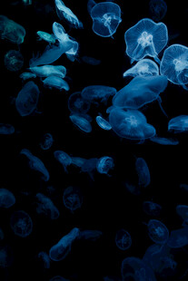 梦幻水母在深海中游动