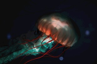 发光水母在深海中游动