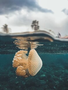 水下海中生物与水上景观