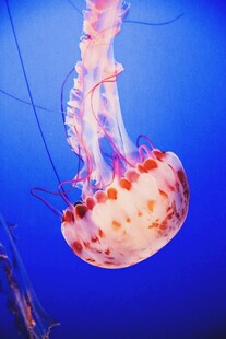 梦幻水母在蓝色中飘逸