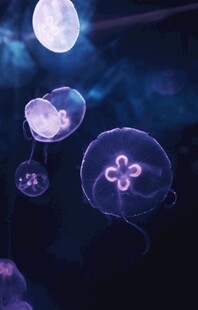 梦幻水母在水中轻盈游动
