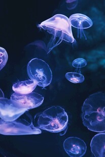梦幻水母在水中轻盈游动