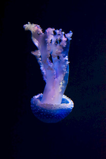 梦幻水母在水中优雅舞动