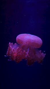 梦幻紫色水母在水中游动